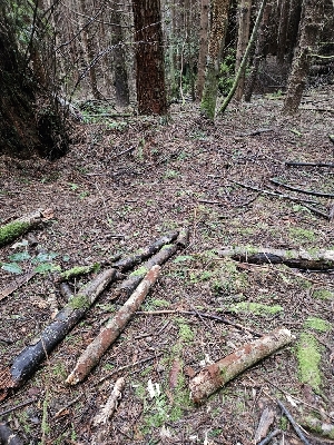  ( - HAY-F-003368)  @11 [ ] by (2023) Mandy Hackney Fungal Diversity Survey