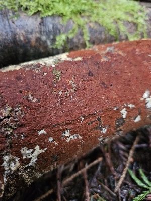  ( - HAY-F-003368)  @11 [ ] by (2023) Mandy Hackney Fungal Diversity Survey
