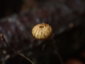  ( - HAY-F-003367)  @11 [ ] by (2023) Mandy Hackney Fungal Diversity Survey