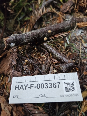  ( - HAY-F-003367)  @11 [ ] by (2023) Mandy Hackney Fungal Diversity Survey