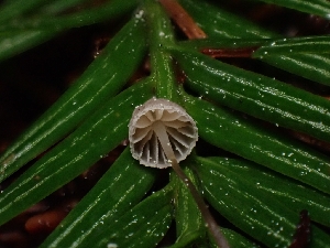  (Mycena sp. CA10 - HAY-F-003348)  @11 [ ] by (2023) Mandy Hackney Fungal Diversity Survey