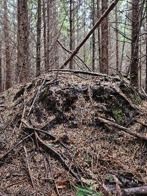  ( - HAY-F-003348)  @11 [ ] by (2023) Mandy Hackney Fungal Diversity Survey