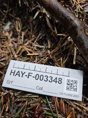  ( - HAY-F-003348)  @11 [ ] by (2023) Mandy Hackney Fungal Diversity Survey