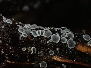  (Mollisia sp. CA07 - HAY-F-003365)  @11 [ ] by (2023) Mandy Hackney Fungal Diversity Survey