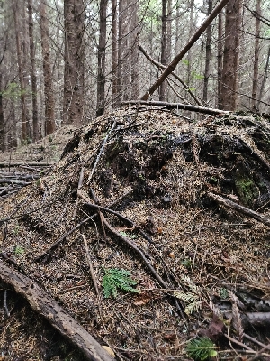 ( - HAY-F-003365)  @11 [ ] by (2023) Mandy Hackney Fungal Diversity Survey