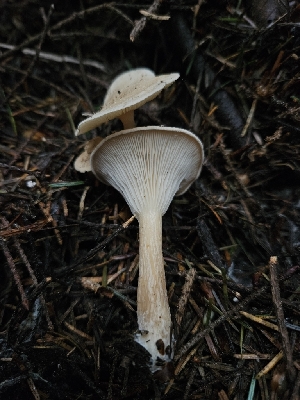  (Infundibulicybe - HAY-F-003360)  @11 [ ] by (2023) Mandy Hackney Fungal Diversity Survey