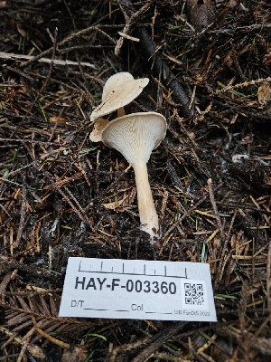  ( - HAY-F-003360)  @11 [ ] by (2023) Mandy Hackney Fungal Diversity Survey