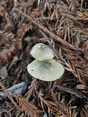  ( - HAY-F-003363)  @11 [ ] by (2023) Mandy Hackney Fungal Diversity Survey