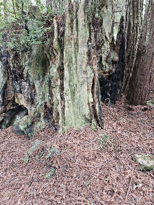  ( - HAY-F-003363)  @11 [ ] by (2023) Mandy Hackney Fungal Diversity Survey