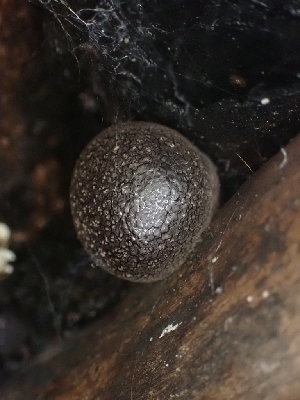  (Daldinia - HAY-F-003609)  @11 [ ] by-nc (2023) Sadie Hickey Fungal Diversity Survey