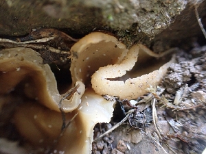  ( - HAY-F-003611)  @11 [ ] by-nc (2023) Sadie Hickey Fungal Diversity Survey