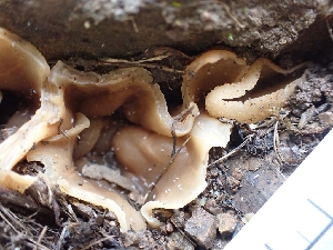  ( - HAY-F-003611)  @11 [ ] by-nc (2023) Sadie Hickey Fungal Diversity Survey