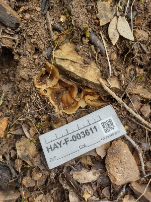  ( - HAY-F-003611)  @11 [ ] by-nc (2023) Sadie Hickey Fungal Diversity Survey