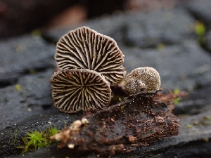  ( - HAY-F-003613)  @11 [ ] by-nc (2023) Sadie Hickey Fungal Diversity Survey
