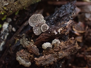  ( - HAY-F-003613)  @11 [ ] by-nc (2023) Sadie Hickey Fungal Diversity Survey
