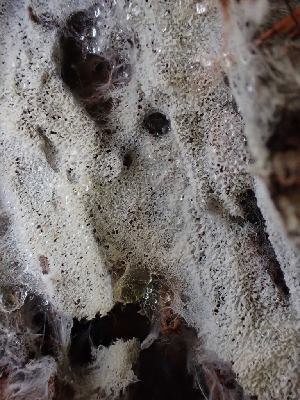  (Trechispora sp. CA02 - HAY-F-003663)  @11 [ ] by-nc (2023) Sadie Hickey Fungal Diversity Survey