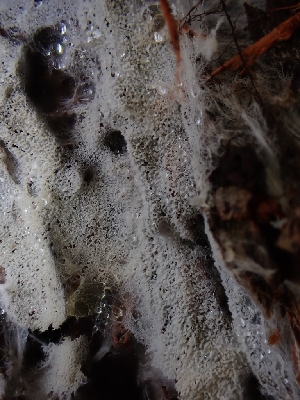  ( - HAY-F-003663)  @11 [ ] by-nc (2023) Sadie Hickey Fungal Diversity Survey