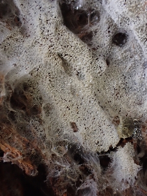  ( - HAY-F-003663)  @11 [ ] by-nc (2023) Sadie Hickey Fungal Diversity Survey