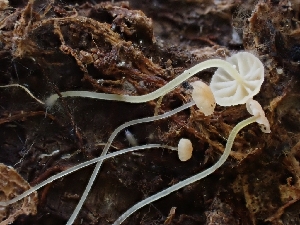  (Mycena sp. acicula-CA01 - HAY-F-003661)  @11 [ ] by-nc (2023) Sadie Hickey Fungal Diversity Survey