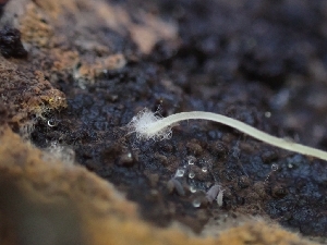  ( - HAY-F-003661)  @11 [ ] by-nc (2023) Sadie Hickey Fungal Diversity Survey