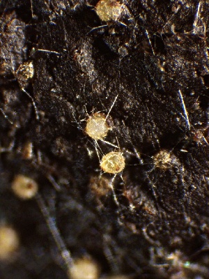  ( - HAY-F-002706)  @11 [ ] c (2023) Rudy Diaz Fungal Diversity Survey