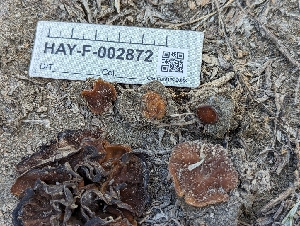  ( - HAY-F-002872)  @11 [ ] by-nc (2023) Stu Pickell Fungal Diversity Survey