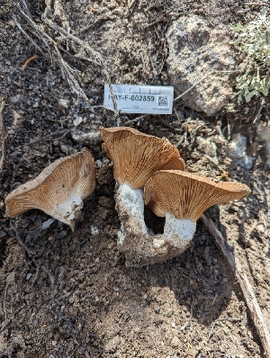  (Collybia brunneocephala - HAY-F-002859)  @11 [ ] by-nc (2023) Stu Pickell Fungal Diversity Survey