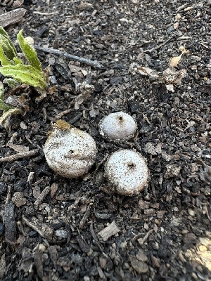  (Disciseda sp. cervina-CA01 - HAY-F-002702)  @11 [ ] c (2023) Rudy Diaz Fungal Diversity Survey