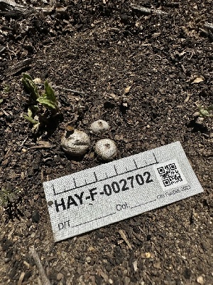  ( - HAY-F-002702)  @11 [ ] c (2023) Rudy Diaz Fungal Diversity Survey