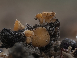  (Lotinia - HAY-F-002966)  @11 [ ] by-nc (2023) Stu Pickell Fungal Diversity Survey