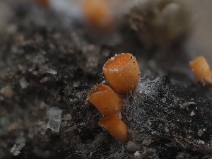  (Pithya sp. CA01 - HAY-F-002876)  @11 [ ] by-nc (2023) Stu Pickell Fungal Diversity Survey