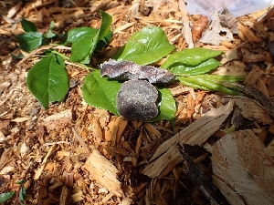  (Phellinus pomaceus - HAY-F-003615)  @11 [ ] by-nc (2023) Sadie Hickey Fungal Diversity Survey
