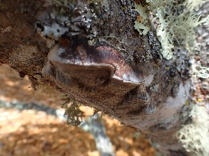  ( - HAY-F-003615)  @11 [ ] by-nc (2023) Sadie Hickey Fungal Diversity Survey