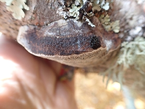 ( - HAY-F-003615)  @11 [ ] by-nc (2023) Sadie Hickey Fungal Diversity Survey