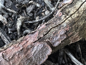  (Amphistereum - HAY-F-002665)  @11 [ ] c (2023) Rudy Diaz Fungal Diversity Survey