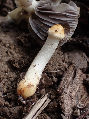  ( - HAY-F-003662)  @11 [ ] by-nc (2023) Sadie Hickey Fungal Diversity Survey