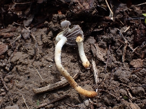  ( - HAY-F-003662)  @11 [ ] by-nc (2023) Sadie Hickey Fungal Diversity Survey