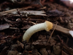  ( - HAY-F-003662)  @11 [ ] by-nc (2023) Sadie Hickey Fungal Diversity Survey