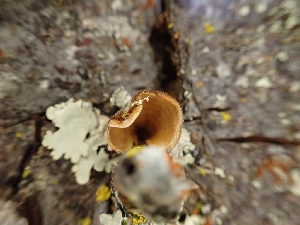  ( - HAY-F-003616)  @11 [ ] by-nc (2023) Sadie Hickey Fungal Diversity Survey