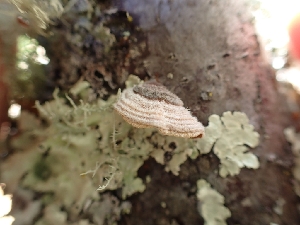  ( - HAY-F-003616)  @11 [ ] by-nc (2023) Sadie Hickey Fungal Diversity Survey