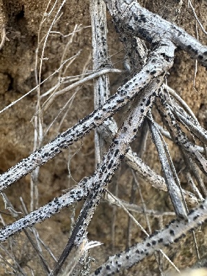  ( - HAY-F-002691)  @11 [ ] c (2023) Rudy Diaz Fungal Diversity Survey