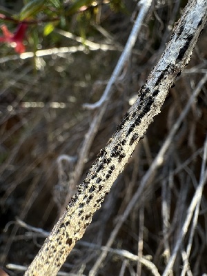  ( - HAY-F-002691)  @11 [ ] c (2023) Rudy Diaz Fungal Diversity Survey