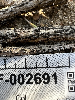  ( - HAY-F-002691)  @11 [ ] c (2023) Rudy Diaz Fungal Diversity Survey