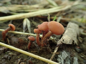  ( - HAY-F-003617)  @11 [ ] by-nc (2023) Sadie Hickey Fungal Diversity Survey