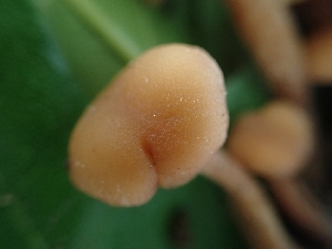  ( - HAY-F-003617)  @11 [ ] by-nc (2023) Sadie Hickey Fungal Diversity Survey