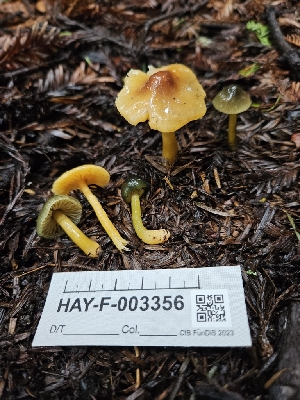  ( - HAY-F-003356)  @11 [ ] by (2023) Mandy Hackney Fungal Diversity Survey