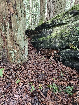  ( - HAY-F-003356)  @11 [ ] by (2023) Mandy Hackney Fungal Diversity Survey