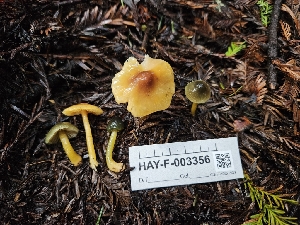  ( - HAY-F-003356)  @11 [ ] by (2023) Mandy Hackney Fungal Diversity Survey