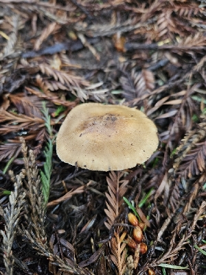  ( - HAY-F-003355)  @11 [ ] by (2023) Mandy Hackney Fungal Diversity Survey