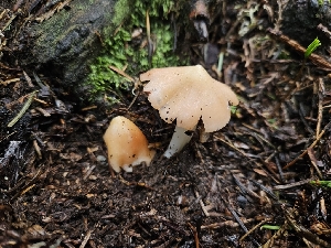 ( - HAY-F-003354)  @11 [ ] by (2023) Mandy Hackney Fungal Diversity Survey